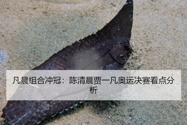 凡晨组合冲冠：陈清晨贾一凡奥运决赛看点分析（kaiyun app）